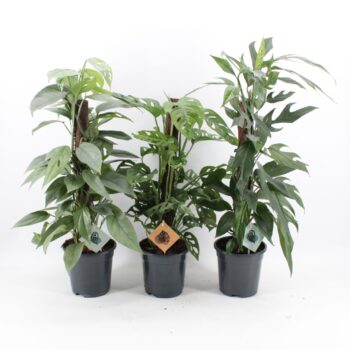 Epipremnum, Monstera Mix