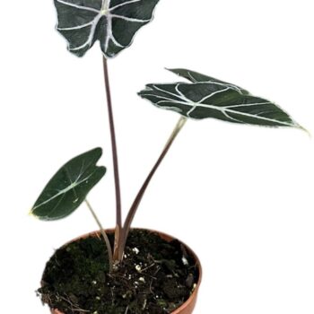Alocasia watsoniana red vein