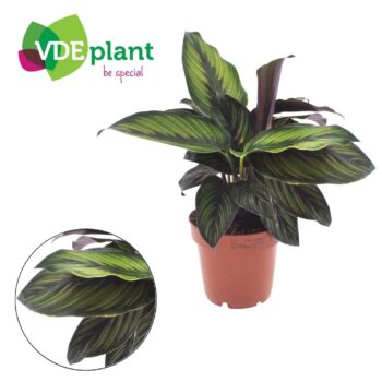 Calathea Beauty Star 12cm