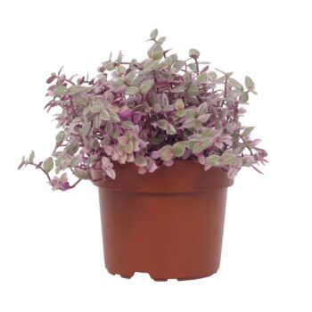 Callisia Repens Rosato 12cm