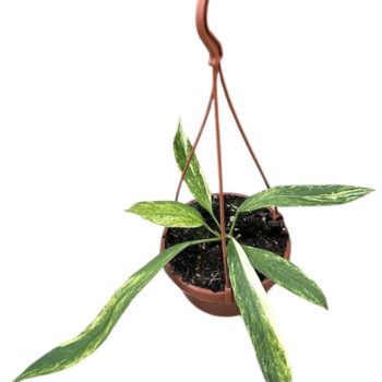 anthurium vittarifolium variegata