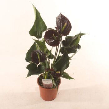 Anthurium Perito Brown
