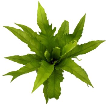 Asplenium Gioia
