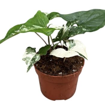 syngonium albo variegata