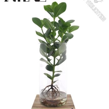 Clusia in Cylinder glas XXL - levertijd: 24 uur