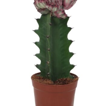Euphorbia Lactea Pink 12cm
