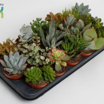Succulenten Mix UK