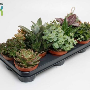 Succulenten Mix UK