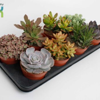 Succulenten Mix UK