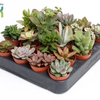 Succulenten Mix UK
