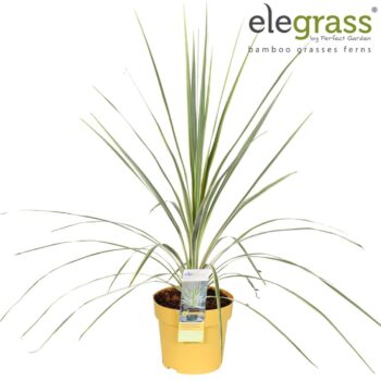 Cordyline australis 'Lime Passion'