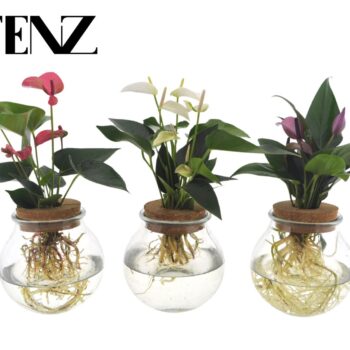 Anthurium mix in Bolglas - levertijd: 24 u