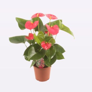 Anthurium New Pink