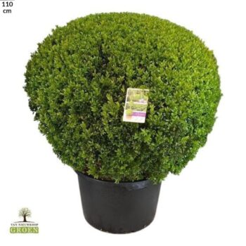 Buxus sempervirens Bol 95
