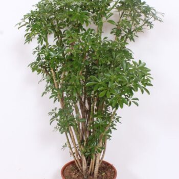 Schefflera arboricola 'Luseana'