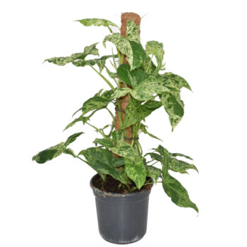 Syngonium Mottled Mosspole