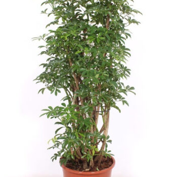 Schefflera arboricola 'Luseana'