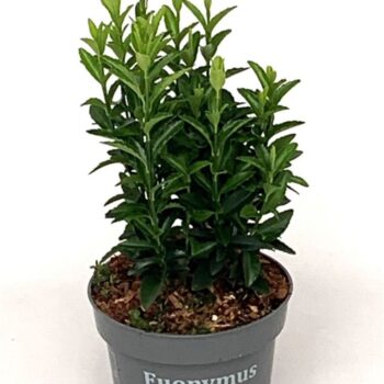 Euonymus jap. 'Green Spire'