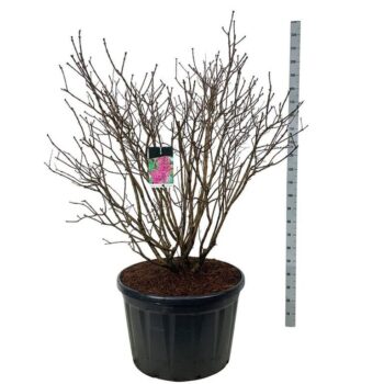 Syringa v. 'And. an Ludwig Späth'