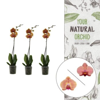 Your Natural Orchid | Orange | Phalaenopsis 1 spike