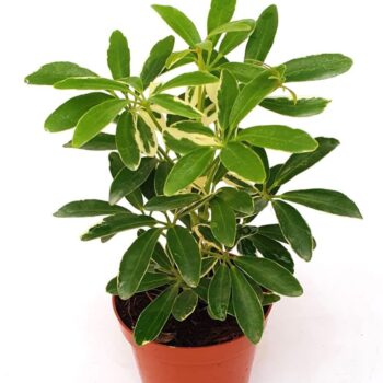 Schefflera ar. 'Moondrop'