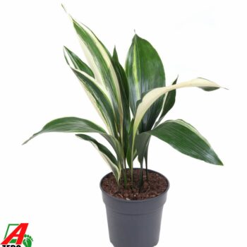 Aspidistra Elatior Variagata P19