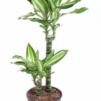 Dracaena Silver Dream 45-15