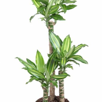 Dracaena Silver Dream 60-30-15