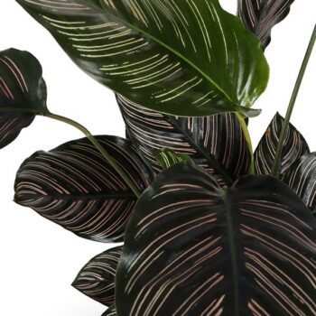 Calathea Ornata