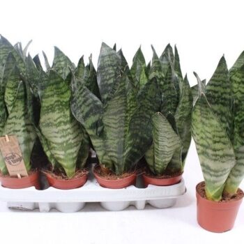 Sansevieria zeylanica compacta
