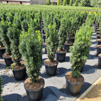 Taxus baccata 'Fast. Robusta'