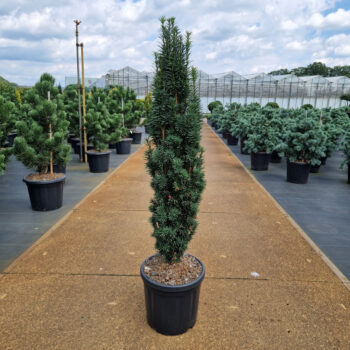 Taxus baccata 'Fast. Robusta'