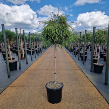 Thuja plicata 'Kagers Beauty'