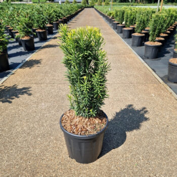 Cephalotaxus harr. 'Fastigiata'