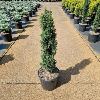 Taxus baccata 'Fast. Robusta'