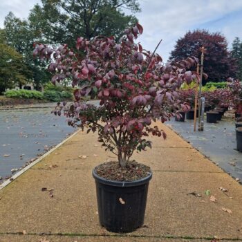 Euonymus alatus 'Compactus'