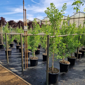 Ginkgo biloba 'Eiffel'