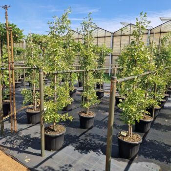 Ginkgo biloba 'Saratoga'