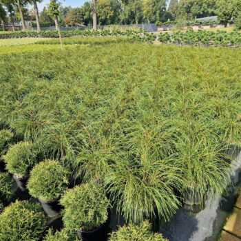 Thuja plicata 'Whipcord'