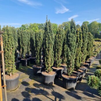 Taxus baccata 'Fast. Robusta'