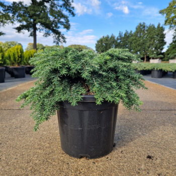 Tsuga can. 'Jeddeloh'