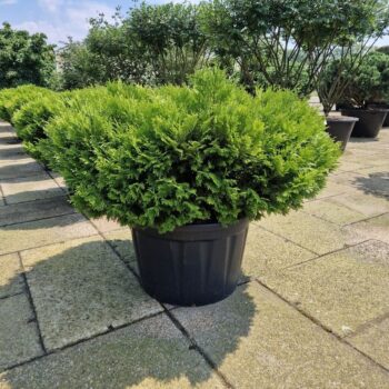 Thujopsis dolabrata 'Nana'