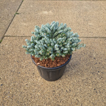 Abies koreana 'Kohout's Icebreaker'®