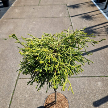 Chamaecyparis obt. 'Gitte'