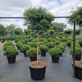 Thuja plicata 'Kagers Beauty'