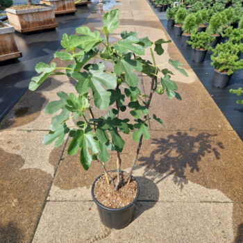 Ficus carica 'Firoma'® Spalier