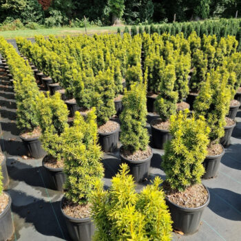 Taxus baccata 'Fast. David'