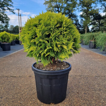 Thuja occ. 'Mirjam'®