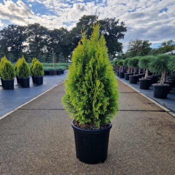 Thuja occ. 'Golden Smaragd'®
