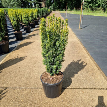 Taxus baccata 'Fast. David'